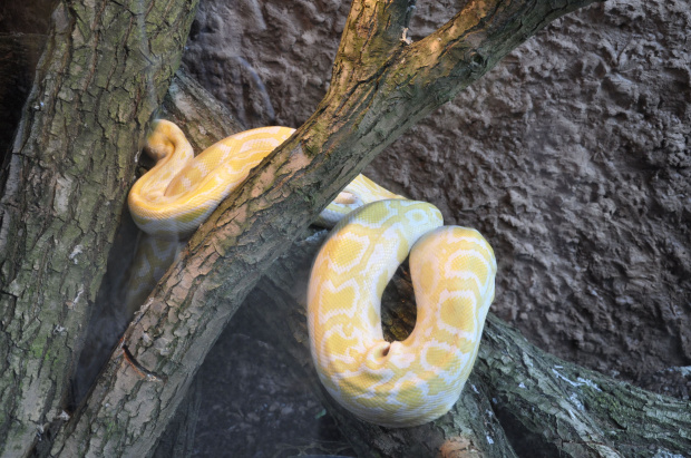 Chorzowskie zoo #wąż #zoo #chorzów