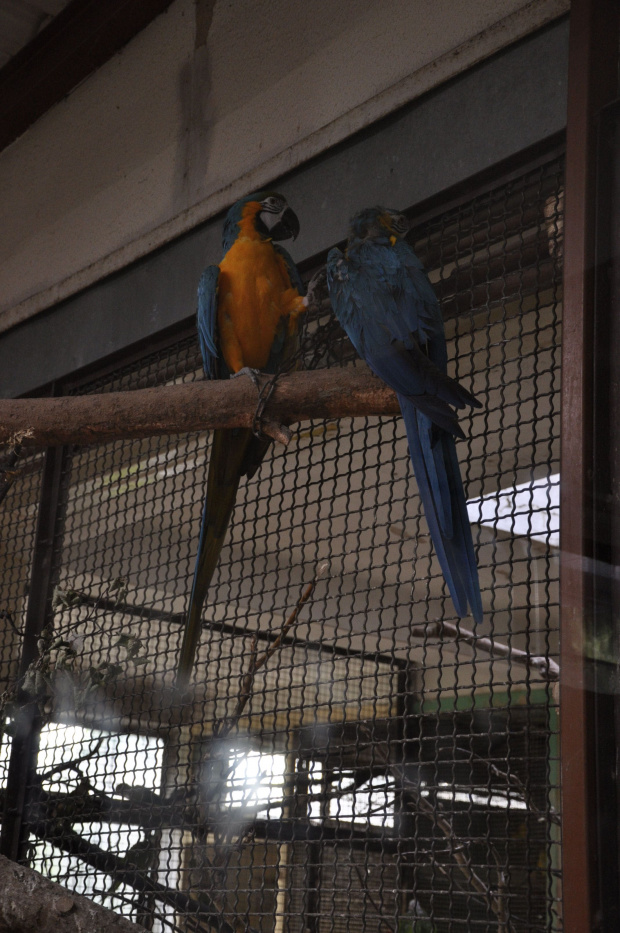 Chorzowskie zoo #ptaki #ptak #papuga #ara #zoo #chorzów