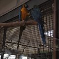 Chorzowskie zoo #ptaki #ptak #papuga #ara #zoo #chorzów