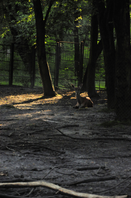 Chorzowskie zoo #sarna #zoo #chorzów
