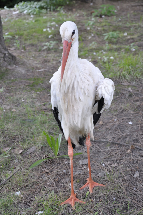 Chorzowskie zoo #ptaki #ptak #bocian #zoo #chorzów
