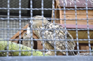 Chorzowskie zoo #ptaki #ptak #sowa #zoo #chorzów