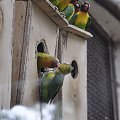 Chorzowskie zoo #ptaki #ptak #papuga #papugi #zoo #chorzów
