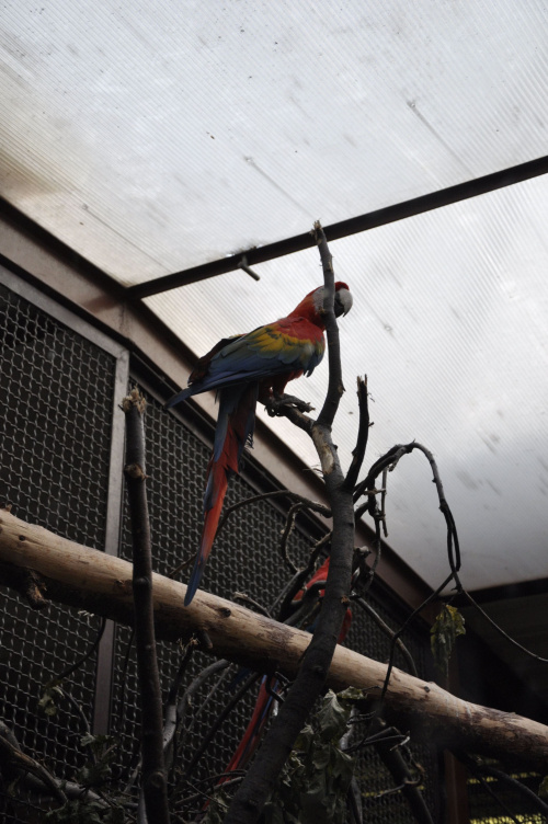 Chorzowskie zoo #ptaki #ptak #papuga #papugi #ara #zoo #chorzów