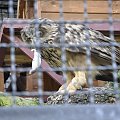 Chorzowskie zoo #ptaki #ptak #sowa #zoo #chorzów