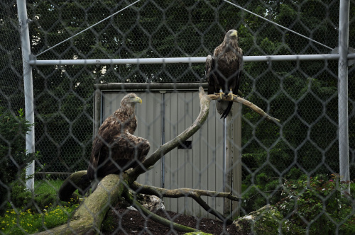 Chorzowskie zoo #ptaki #ptak #orzeł #orły #zoo #chorzów