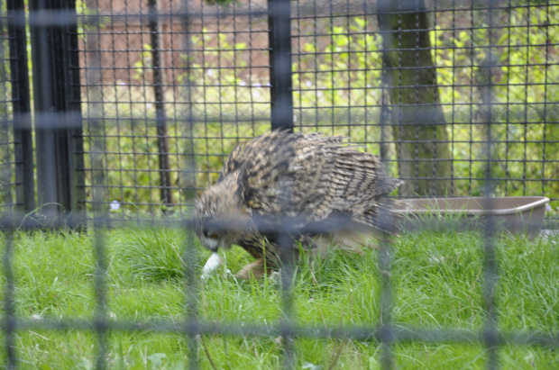 Chorzowskie zoo #ptaki #ptak #sowa #zoo #chorzów