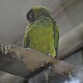 Chorzowskie zoo #ptaki #ptak #papuga #zoo #chorzów