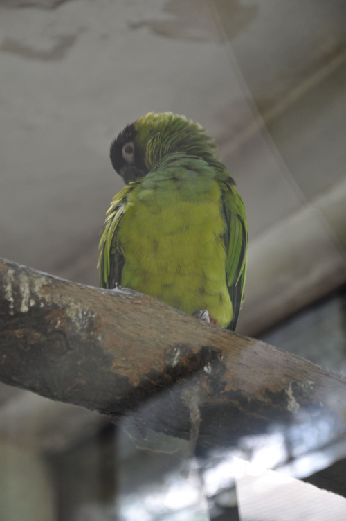 Chorzowskie zoo #ptaki #ptak #papuga #zoo #chorzów