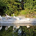 Chorzowskie zoo #ptaki #ptak #zoo #chorzów