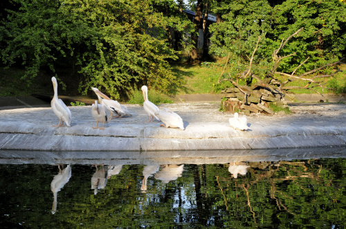 Chorzowskie zoo #ptaki #ptak #zoo #chorzów