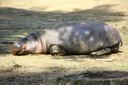 Hipopotam karłowaty (Choeropsis liberiensis)
