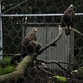 Chorzowskie zoo #ptaki #ptak #orzeł #orły #zoo #chorzów