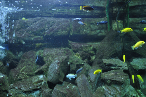 Chorzowskie zoo #akwarium #ryby #zoo #chorzów