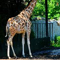 Żyrafa (Giraffa camelopardalis)