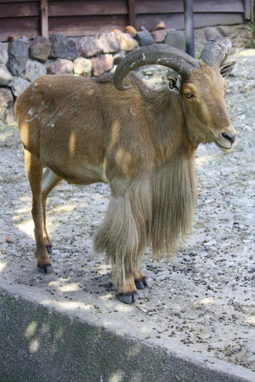 Owca grzywiasta (Ammotragus lervia)