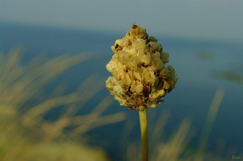 Łąka nad bułgarskim morzem #suszki #rośliny #łąka