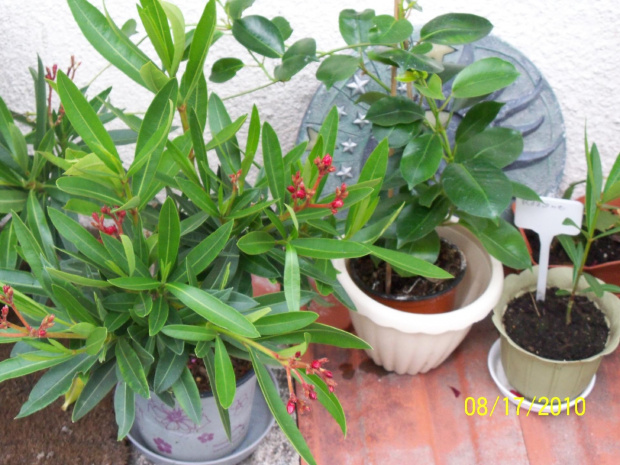 Młodzieńcy roślinni... oleander czerwony (ten duży) oleander biały (malutki).