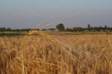 #ziarno #kłosy #uprawy #pole