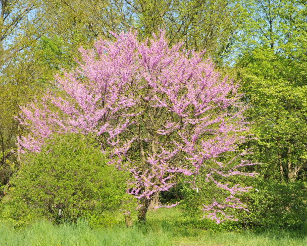 Spacer po ogrodzie botanicznym w Poznaniu - jeszcze majowy.