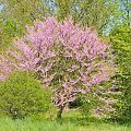 Spacer po ogrodzie botanicznym w Poznaniu - jeszcze majowy.