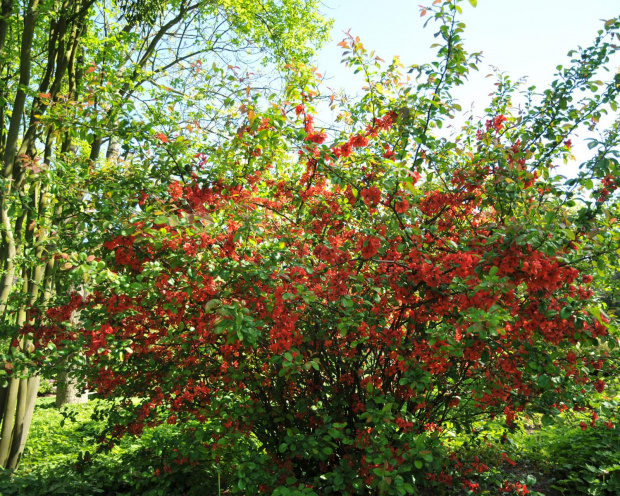 Spacer po ogrodzie botanicznym w Poznaniu - jeszcze majowy.