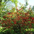 Spacer po ogrodzie botanicznym w Poznaniu - jeszcze majowy.