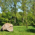 Spacer po ogrodzie botanicznym w Poznaniu - jeszcze majowy.