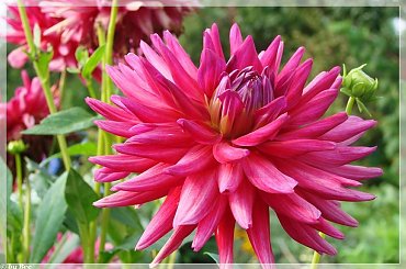 #dalie #kwiaty #ogród #lato