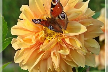 #dalie #kwiaty #ogród #lato