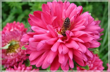 #owady #ogród #lato