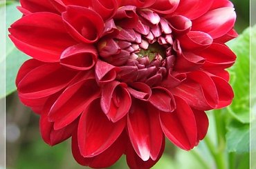 #dalie #kwiaty #ogród #lato