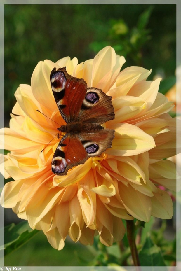 #motyle #owady #kwiaty #lato #ogród