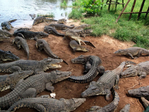 Zapata Półwysep - La Boca - Farma Krokodyli #Kuba #Zapata