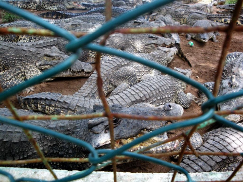 Zapata Półwysep - La Boca - Farma Krokodyli #Kuba #Zapata