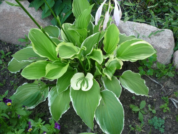 ...hosta