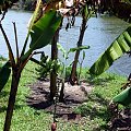 Zapata Półwysep - Guama - Wioska indian Taino, kwiat bananowca #Kuba #Guama