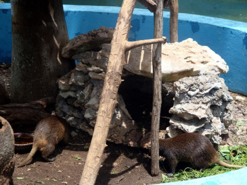Zapata Półwysep - La Boca - Farma Krokodyli, a tu akurat nadrzewne szczury, śliczne są :) #Kuba #Zapata