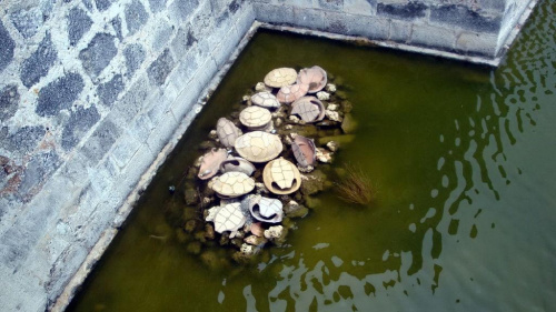 Hawana - Forteca Castillo de la Real Fuerza. Skorupy żółwi w fosie #Kuba #Hawana