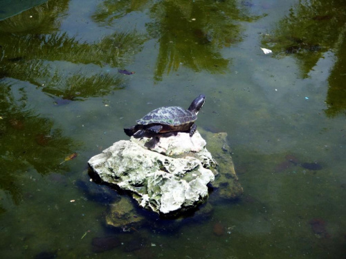 Zapata Półwysep - La Boca - Farma Krokodyli, żółwie też tam mieszkają :) #Kuba #Zapata