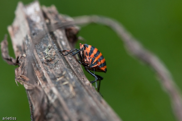 Na patyku... #makro #owady #natura #fauna #arietiss