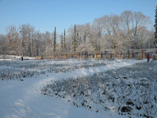 różanka 2.01.2010