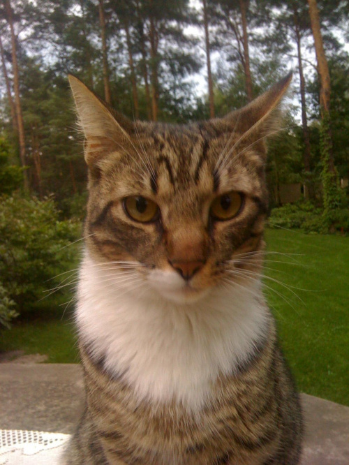 Smart - nasz Kotoprzystojniak