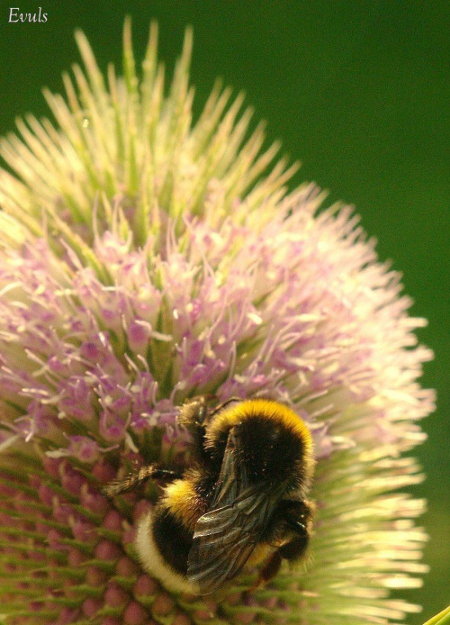 Pszczółki-pracowite stworzonka :) #Makro #pszczoła