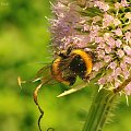 Pszczółki-pracowite stworzonka :) #Makro #pszczoła