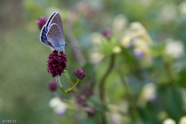 Motylek w pastelach... #owady #motyl #makro #natura #fauna #arietiss