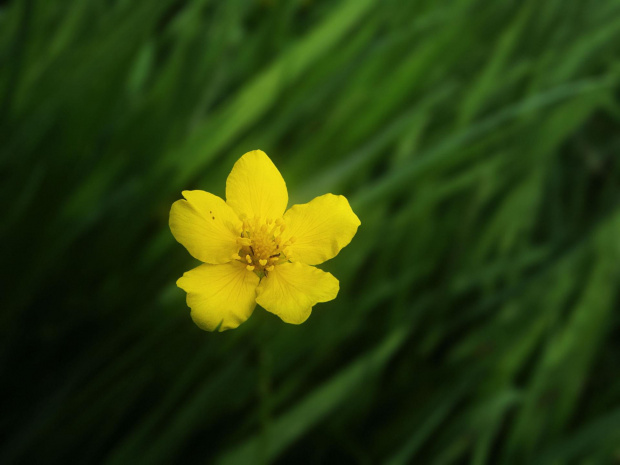 żółte na zielonym #makro #kwiat