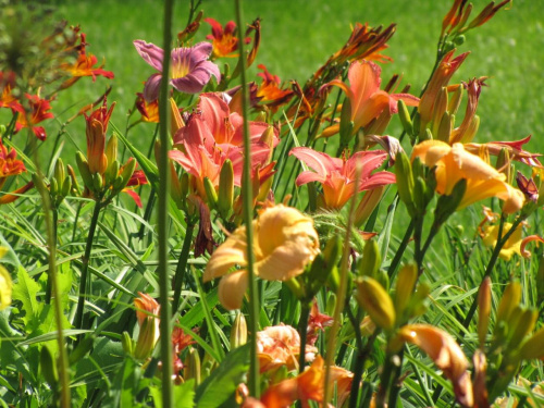 moje kwiatki #ogrod