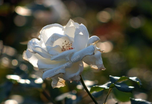 powiew jesieni.... #róża #KwiatyPolskie #fotoel