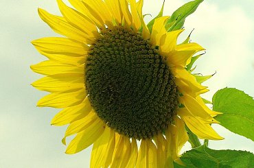 Uśmiechniętego dnia życzę :) #słonecznik